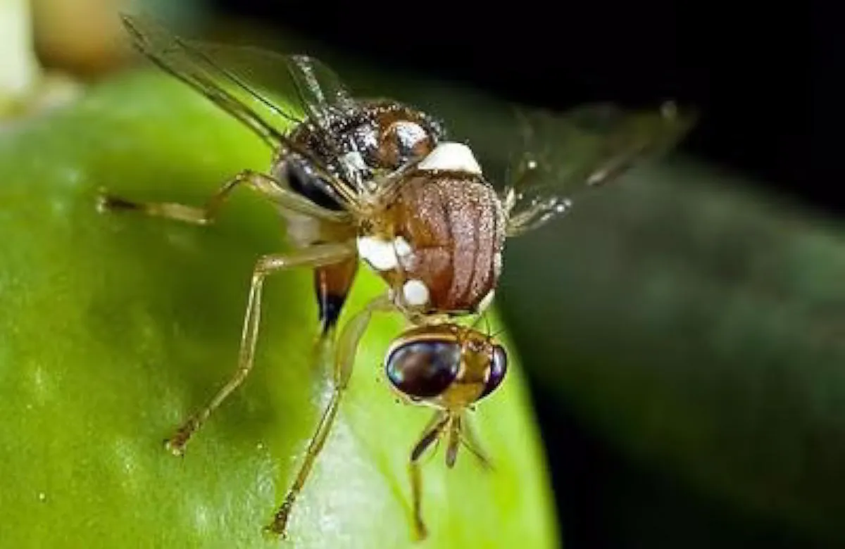 La mosca dell'olivo alla prova del nuovo quadro normativo europeo: strategie di difesa per l'olivicoltore