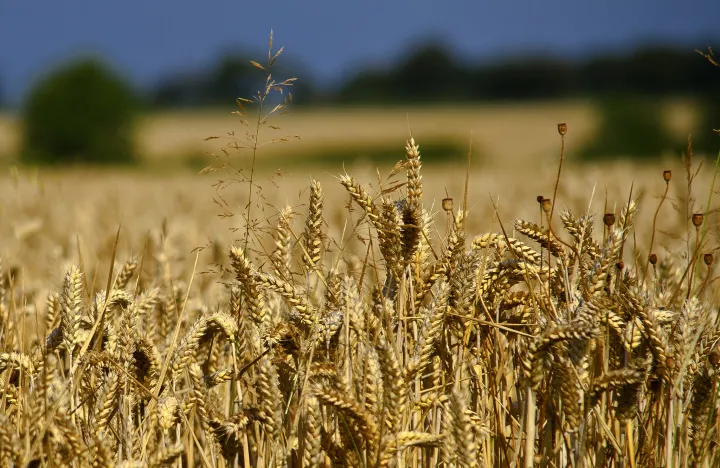 Frumento ibrido CMS: più granella con meno azoto. Ecco cosa dicono i test in campo