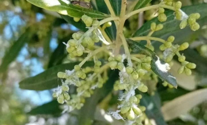 L'olio essenziale di rosmarino contro la psilla dell'olivo