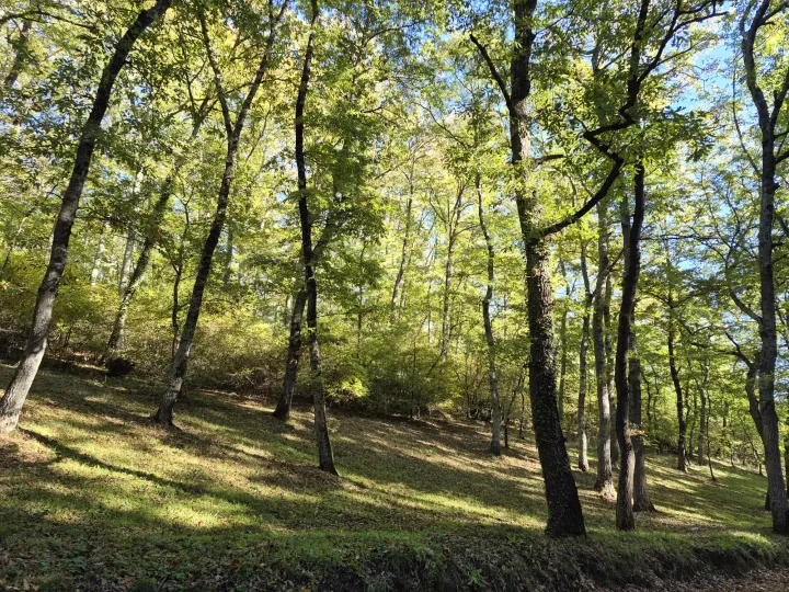 Le foreste sono una risorsa decisiva per la sicurezza alimentare globale