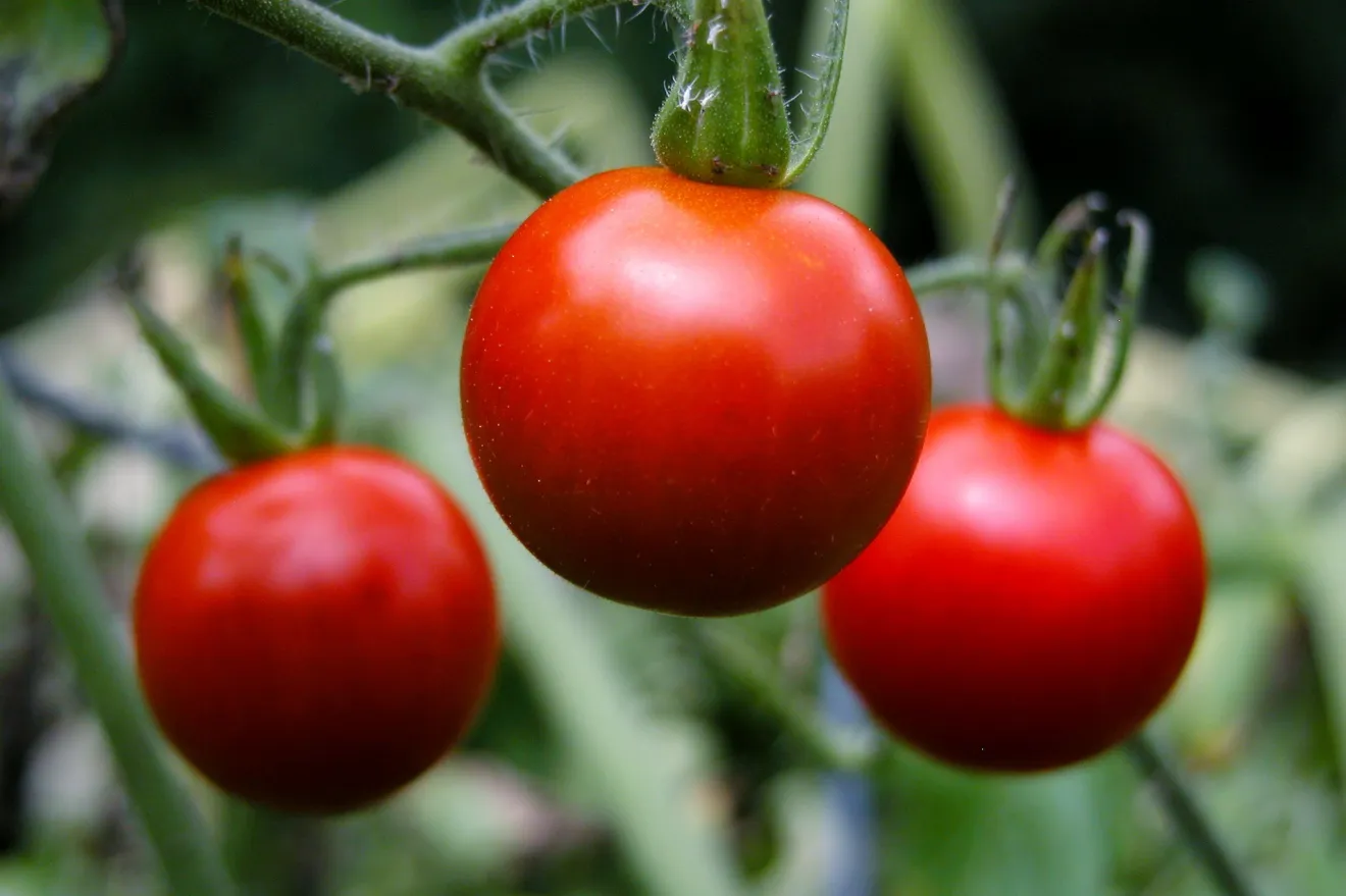 Ortofrutta: la Corte dei conti bacchetta Bruxelles e gli Stati membri