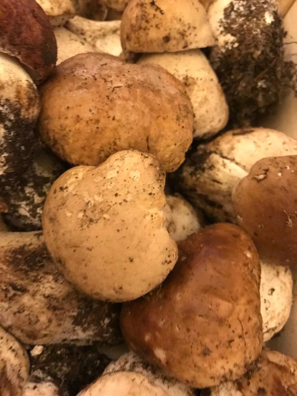 Tappa tra i funghi, per il Grand Tour delle Marche!