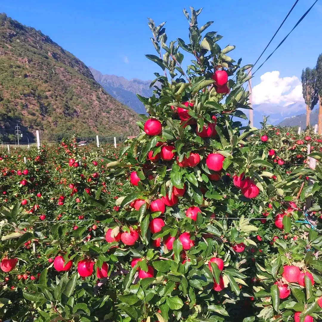 Il tempo delle mele è arrivato: festa in Val Venosta