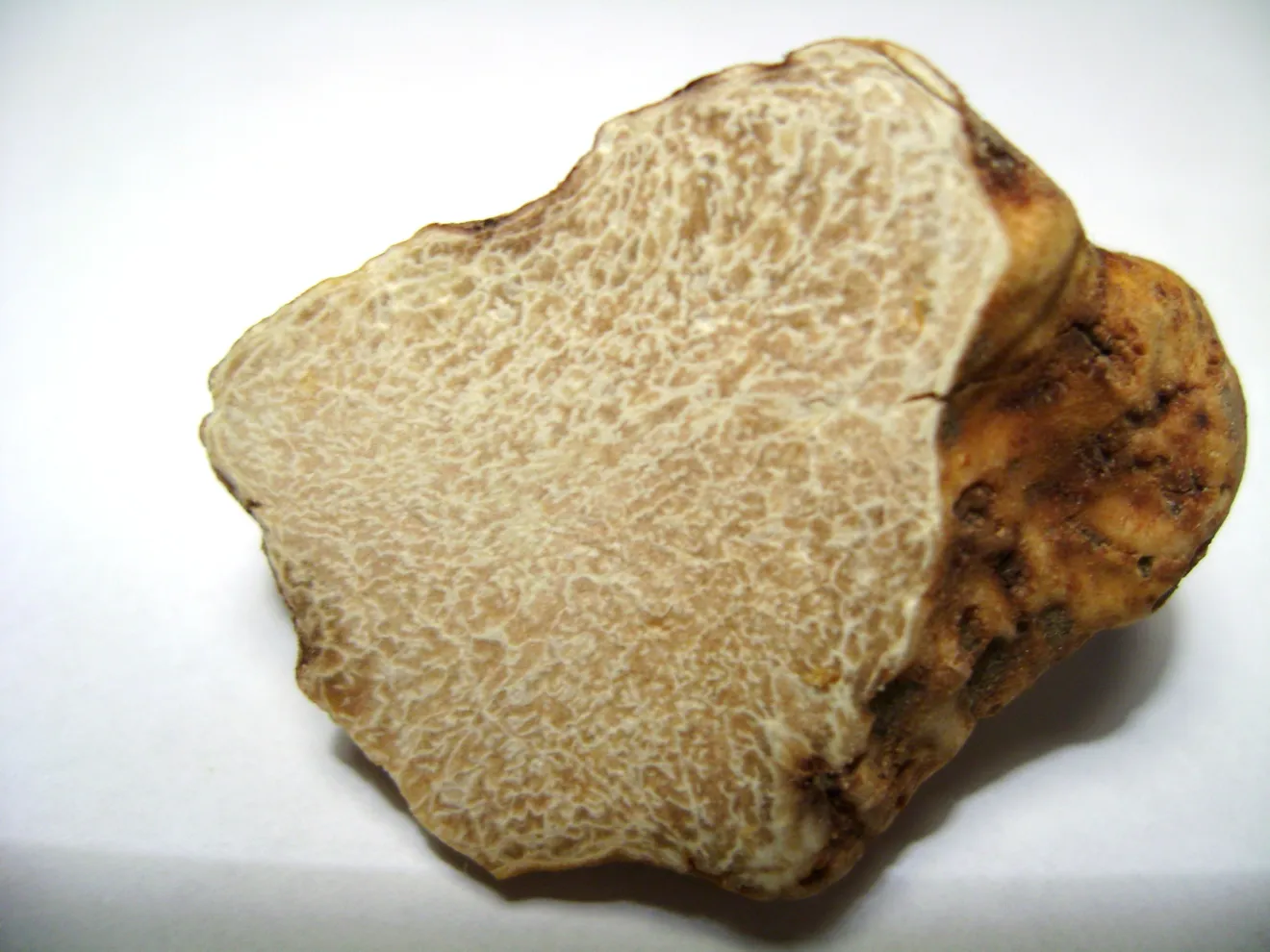 Il tartufo lucano punta su turismo e ristorazione: a Matera dieci giorni per valorizzare la filiera