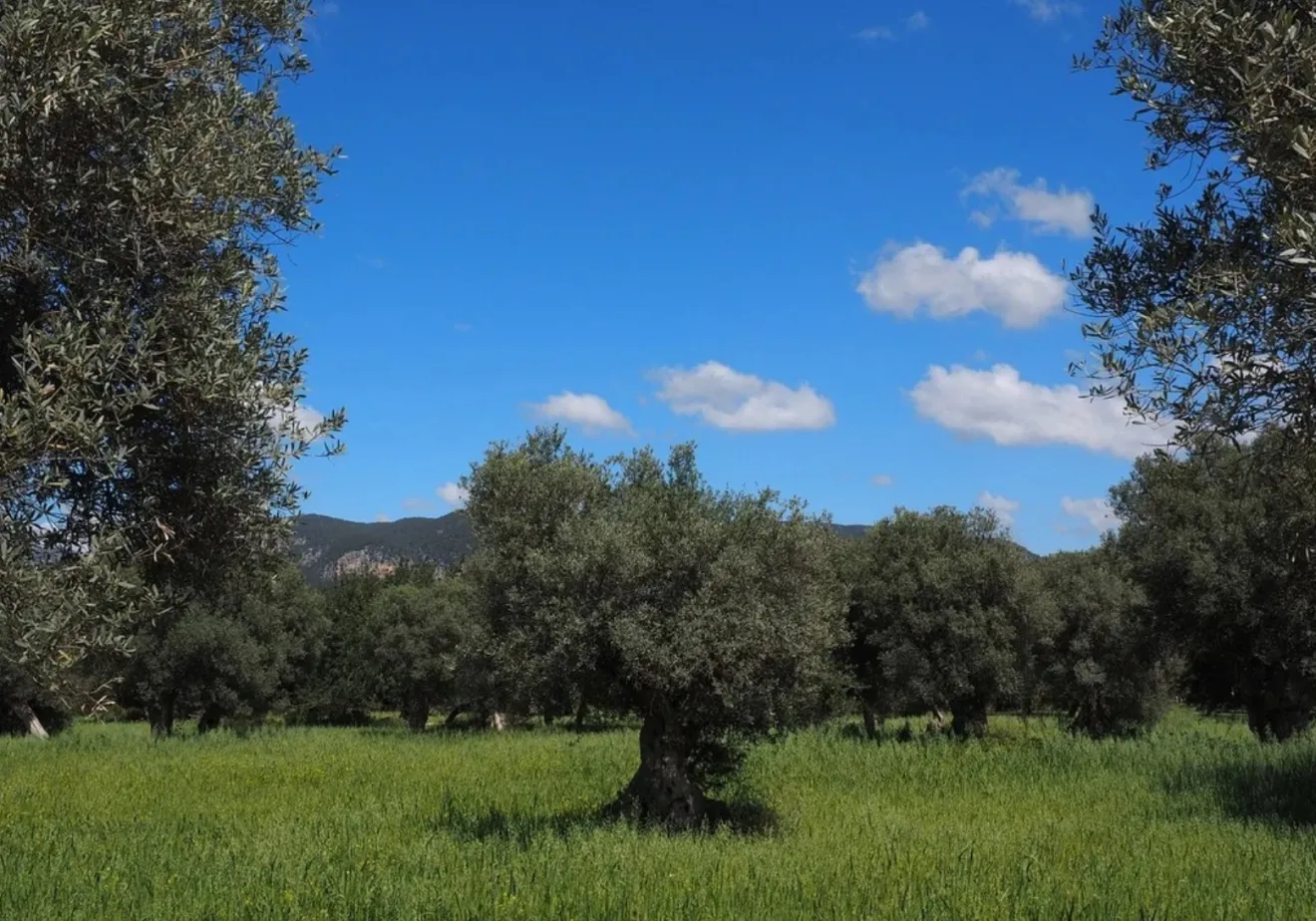 Un ettaro di oliveto irriguo costa il doppio di un oliveto in asciutto in Spagna