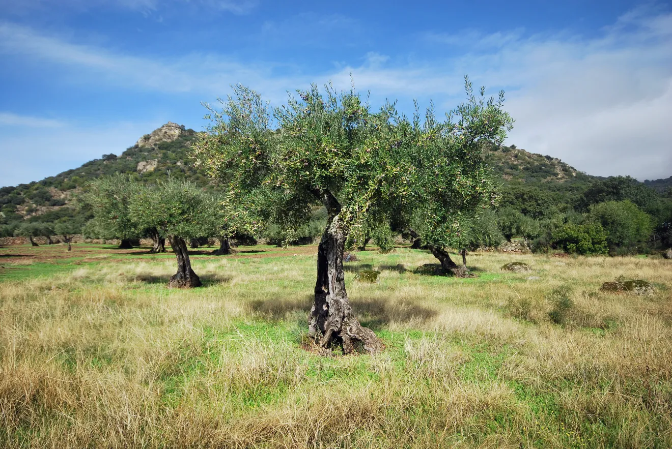Funghi nematofagi nei suoli degli oliveti del Mediterraneo: ecco perché il clima conta più della gestione biologica