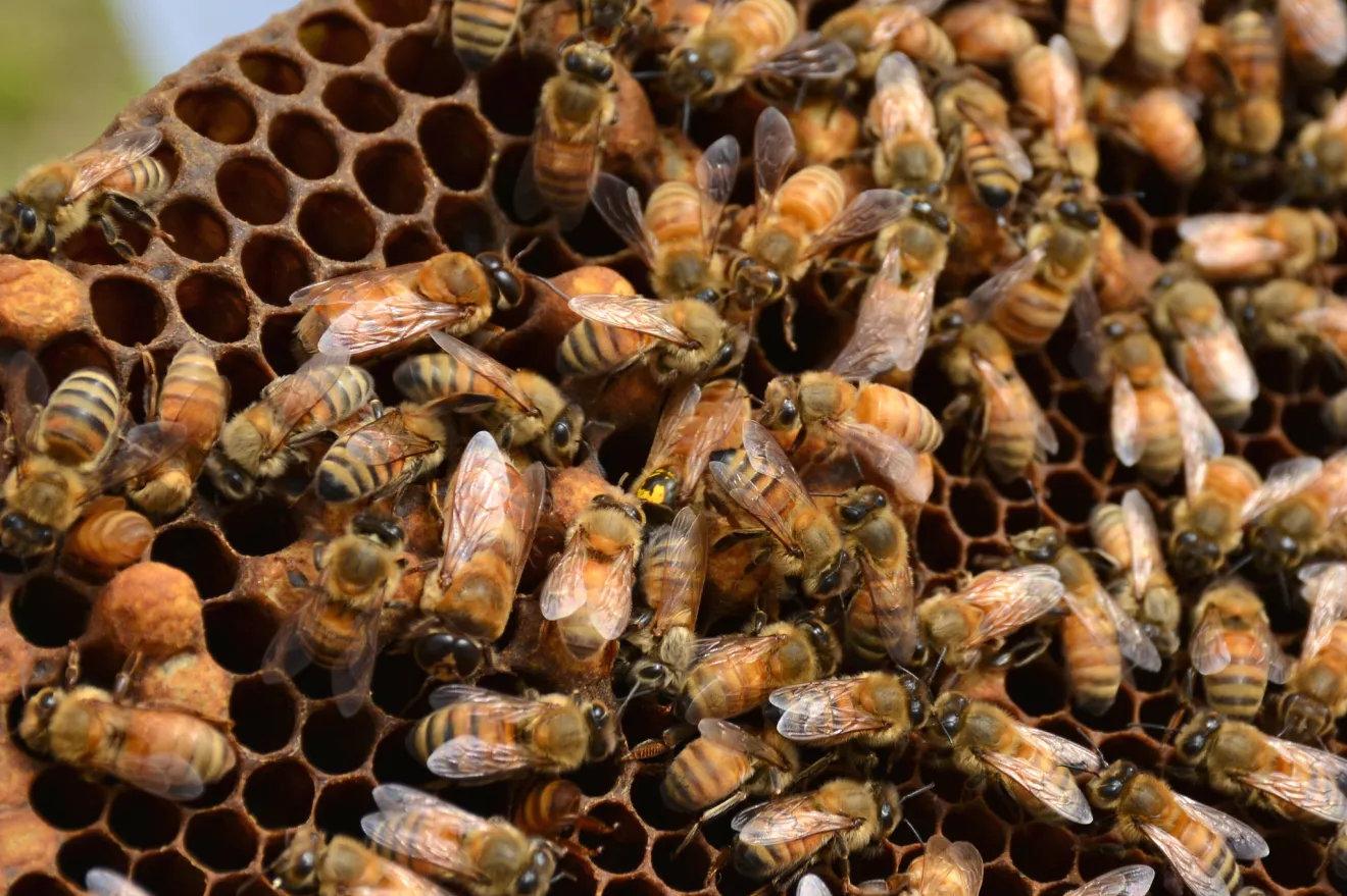 Le api regine possono trasferire i pesticidi nelle uova per liberarsene