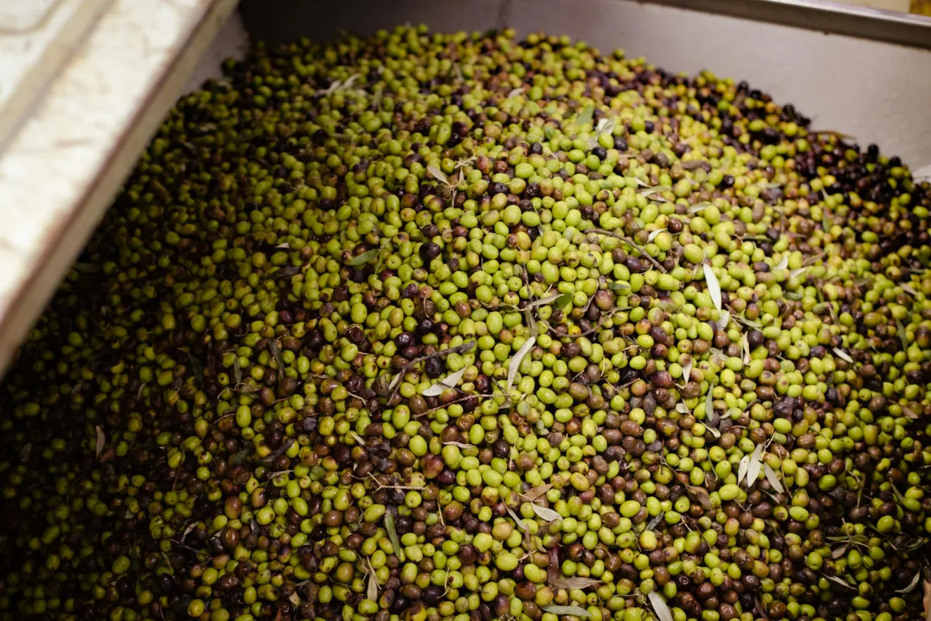 Meno olio di oliva italiano verso Stati Uniti e Germania