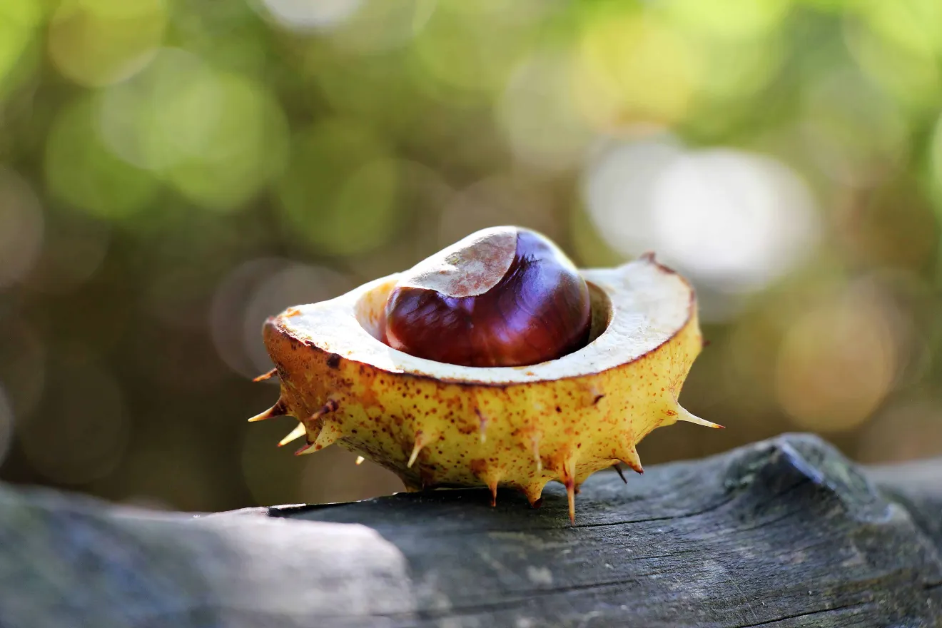  Campania leader in Europa per le castagne a indicazione geografica: la Castagna del Partenio verso l'IGP