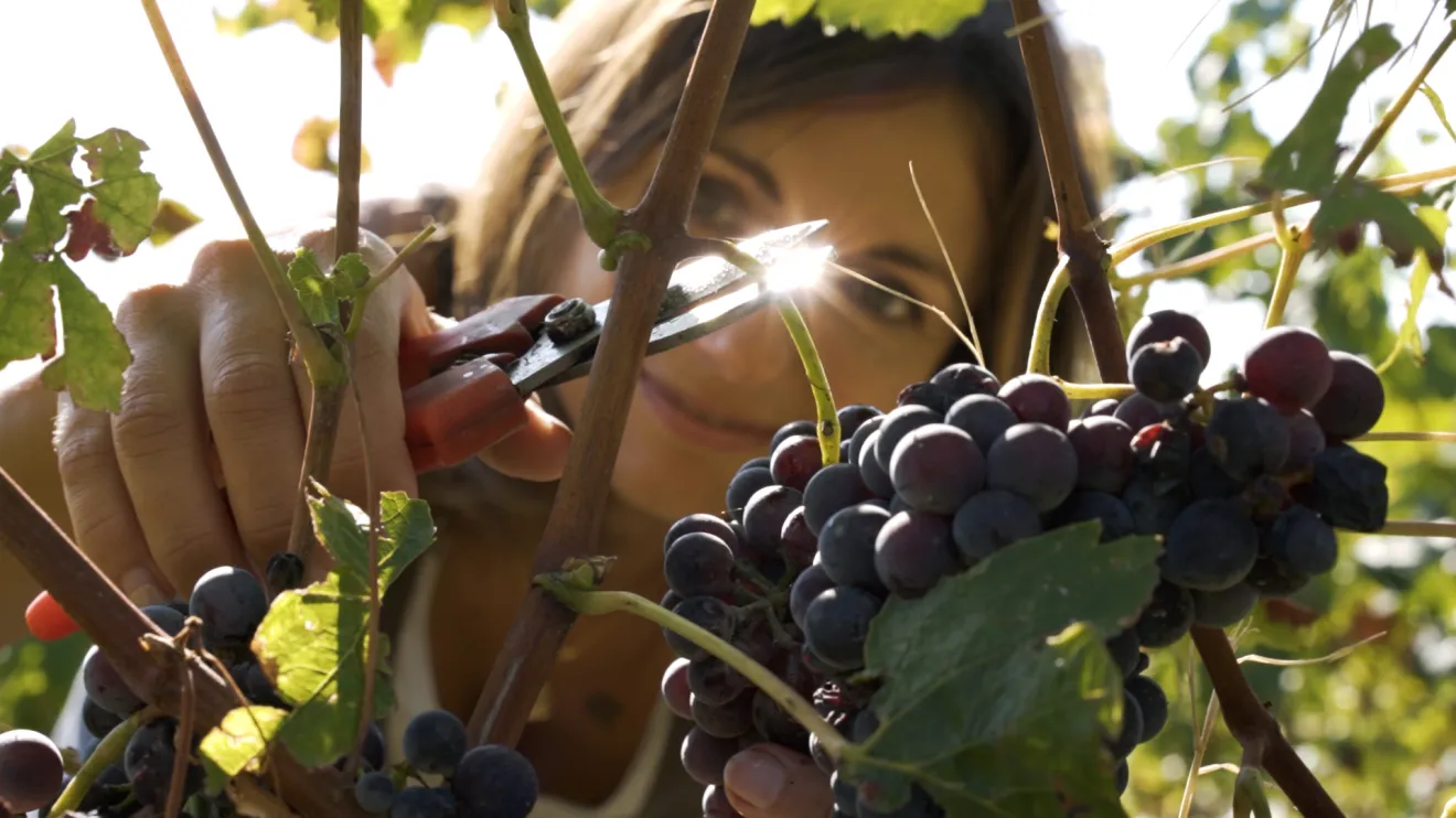 I risultati della vendemmia del Brachetto d'Acqui