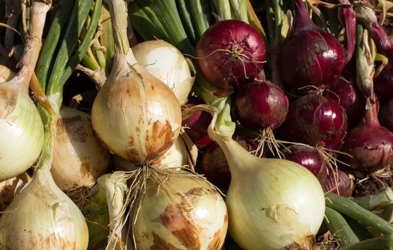  A Certaldo il gusto incontra Boccaccio: quattro giorni tra sapori, storia e tradizioni toscane