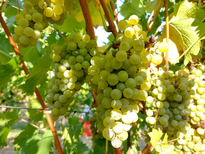 Dal vigneto alla vigna: compost e biochar trasformano gli scarti in risorsa
