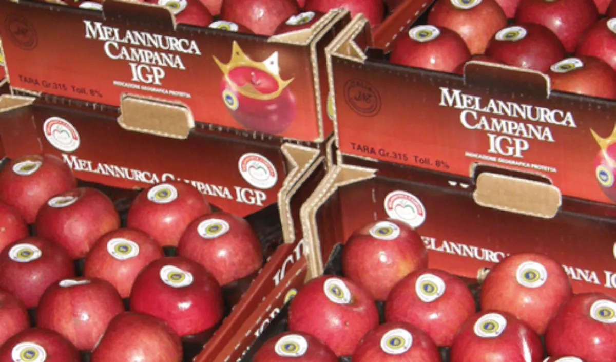 Melannurca Campana Igp, al via la raccolta: qualità eccellente e campagna in anticipo
