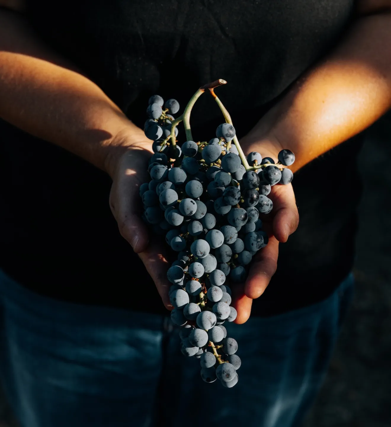 Vigneti e viticoltori rispondono insieme alla sfida climatica