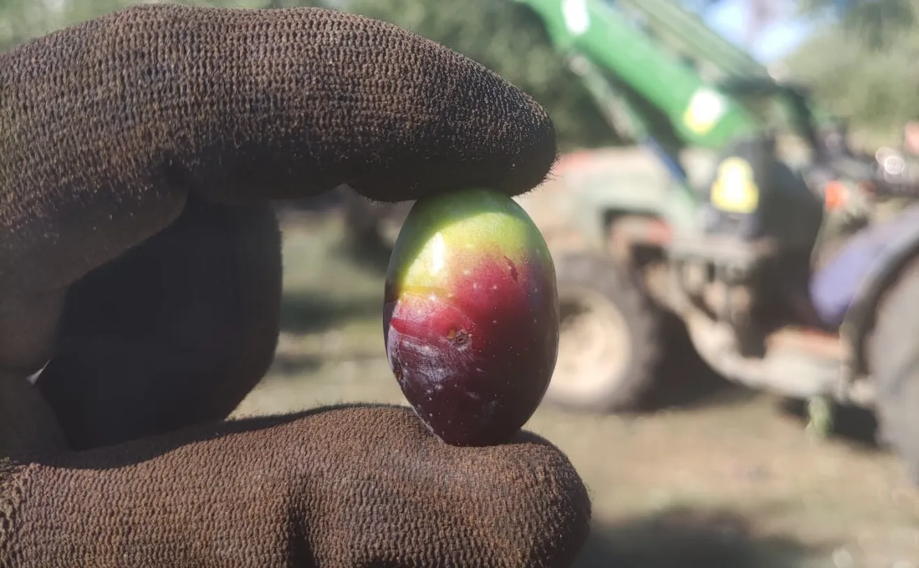 Corato, Bitonto, Bari, tutta la Puglia e poi Roma: la protesta di Orgoglio Olivicolo contro la crisi dell'olio di oliva
