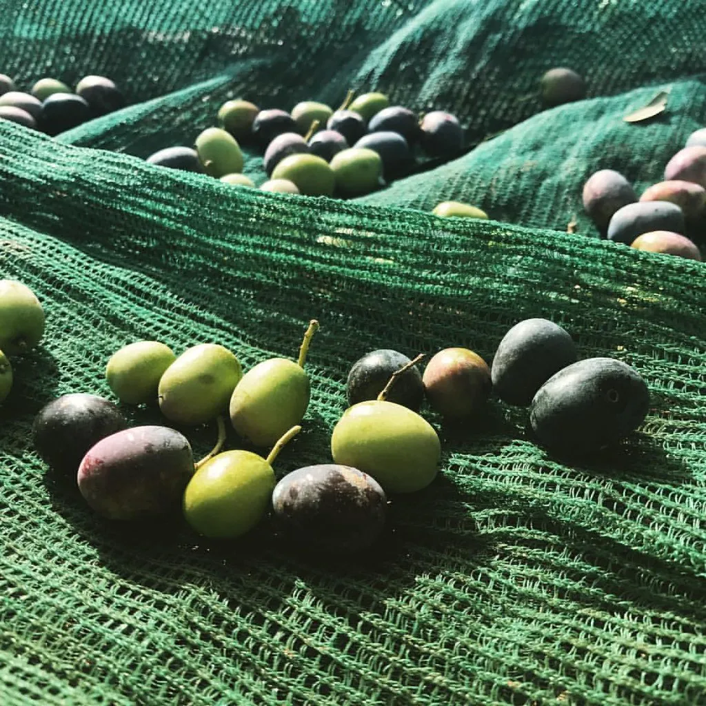 Prim’Olio 2026, la ricerca contro la minaccia Xylella: il 16 ottobre la 26ª edizione a San Giorgio Morgeto