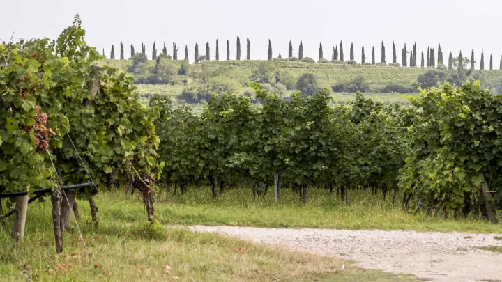 L'enoturismo leva per il Chiaretto e il Bardolino