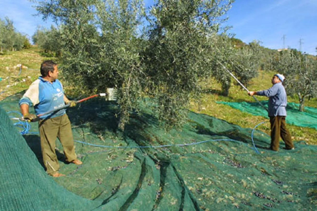 Abbacchiatori per olive, elettrici o pneumatici: efficienza di raccolta, ergonomia e costi nel 2026