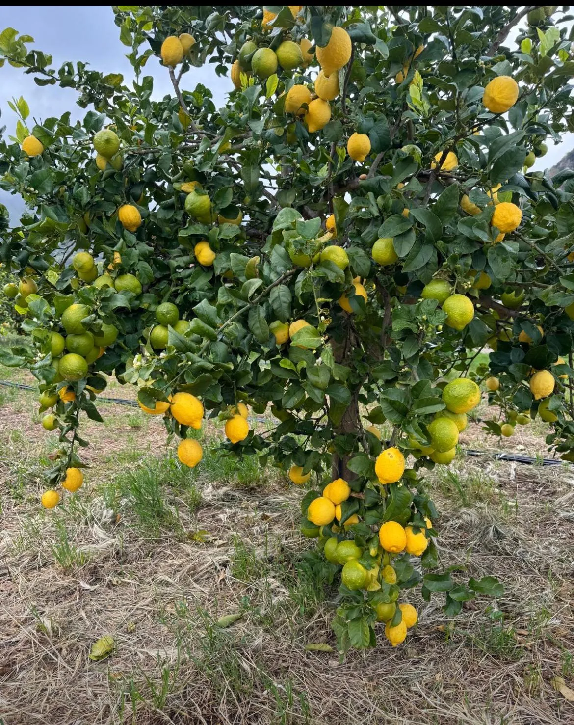 Il limone siciliano nato dalla crisi della viticoltura. Dalla Piana di Bagheria un nuovo Presidio Slow Food