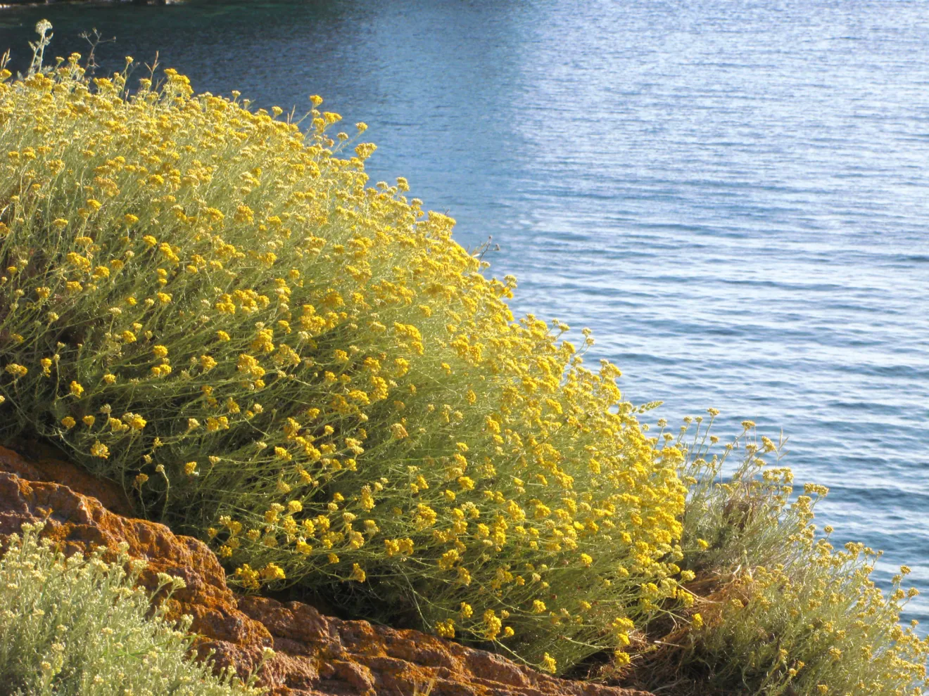 La pianta dell’elicriso, vera risorsa naturale d’interesse agricolo, alimentare e cosmetico 