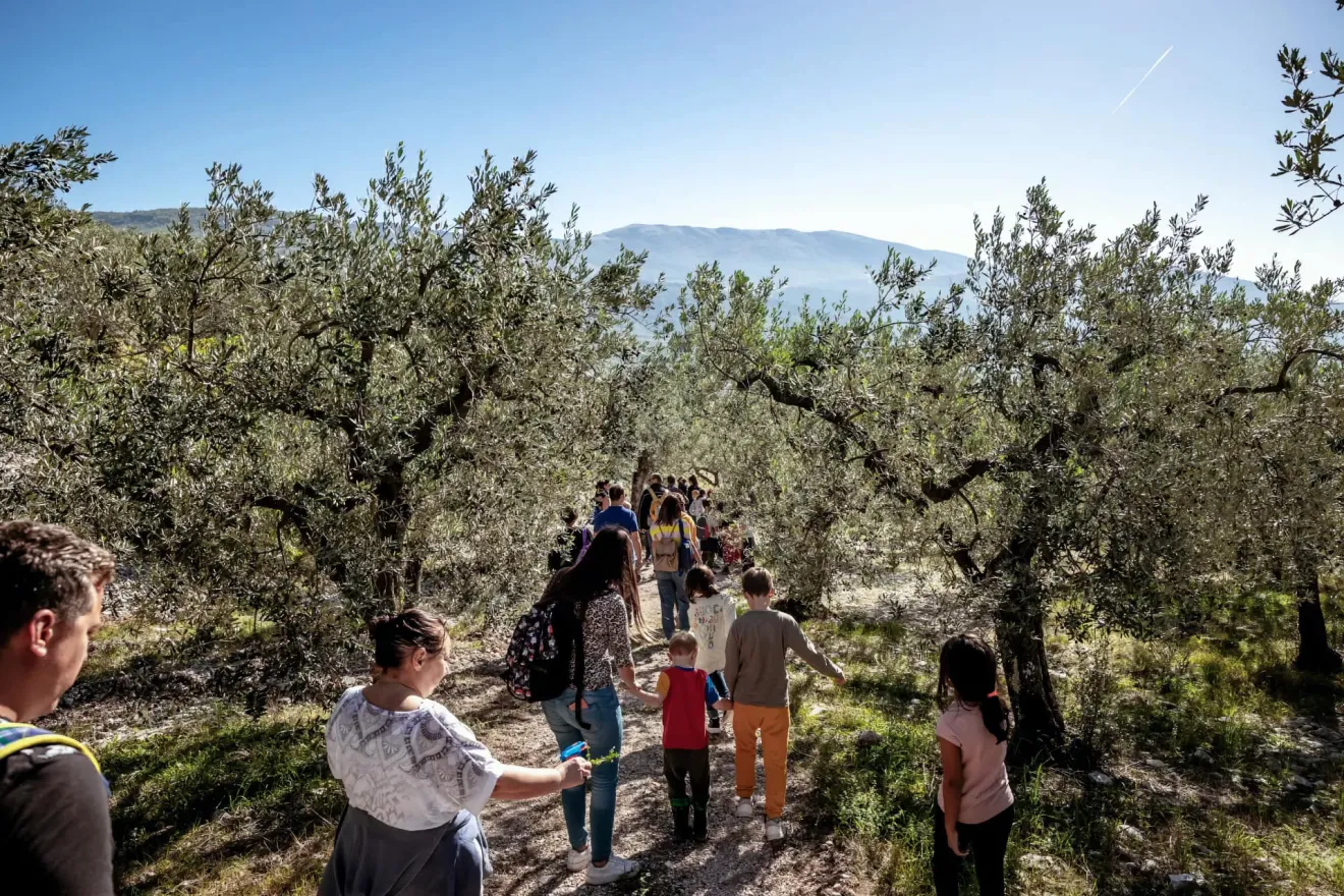 Dieci anni di Camminata tra gli Olivi: il 25 ottobre 140 Città dell’Olio raccontano il valore unico dell’olio italiano