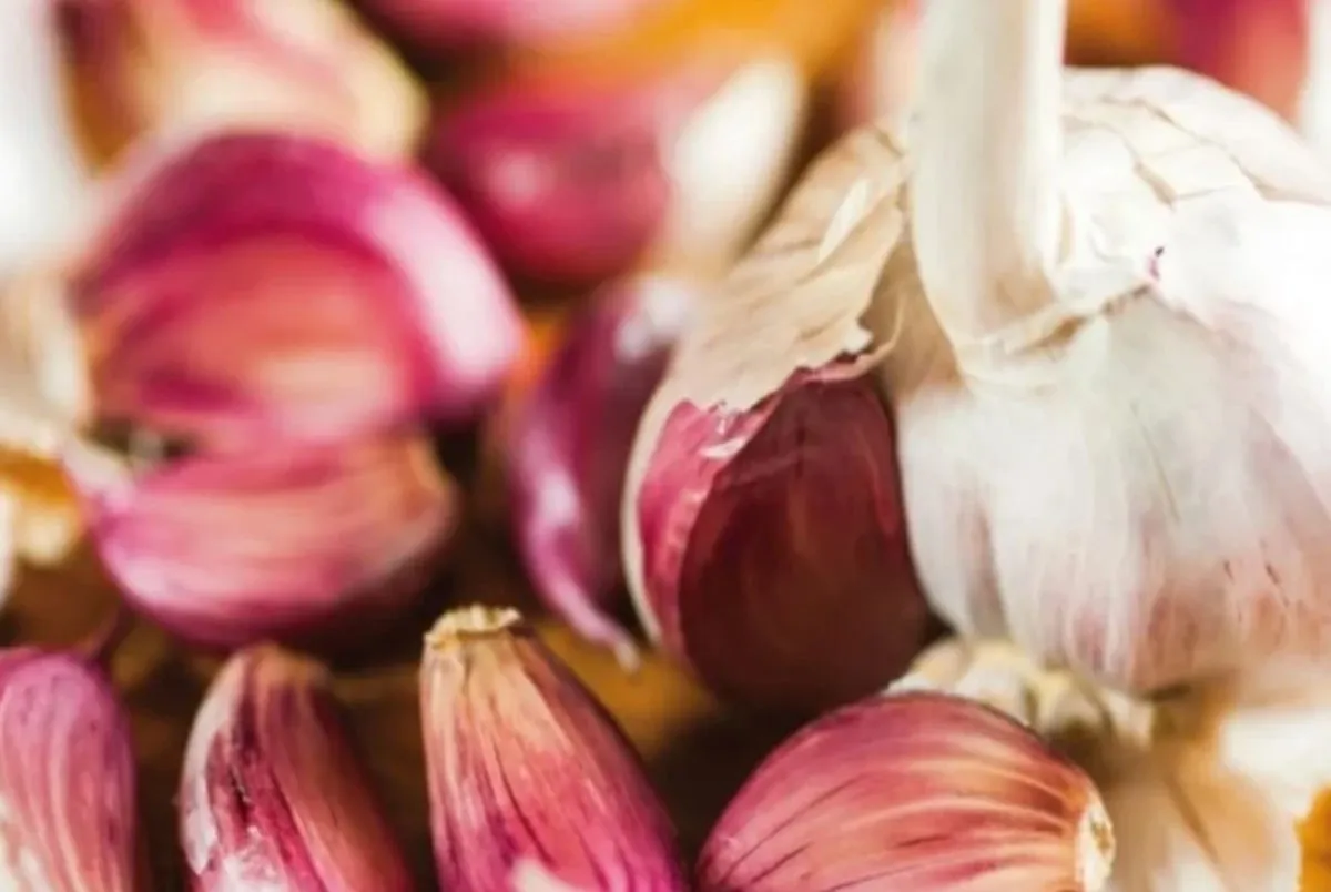 L’aglio rosa di Nicastro è un nuovo Presidio Slow Food