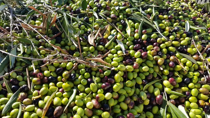 Olive senza tracciabilità, sequestro in un frantoio