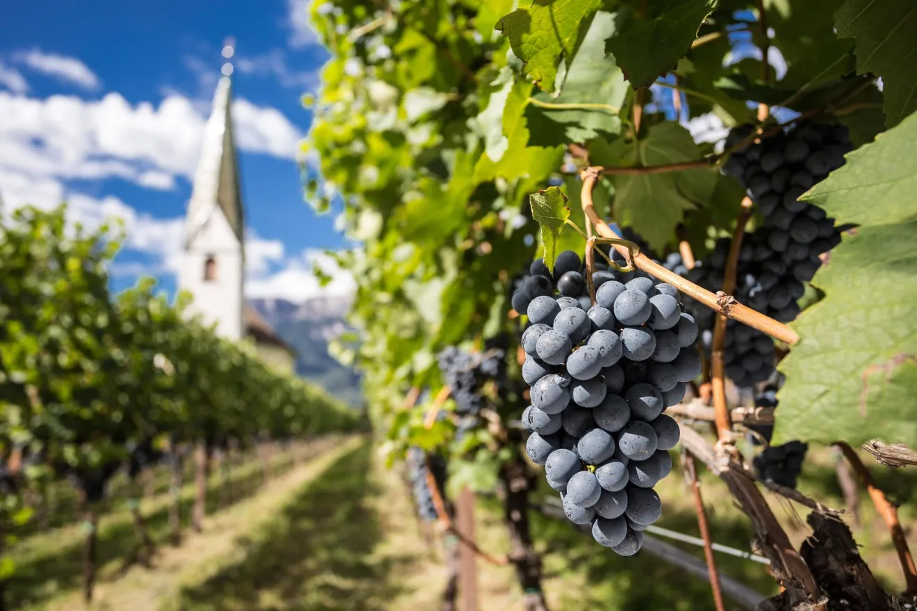 Conclusa la vendemmia in Alto Adige: anno impegnativo, buona qualità
