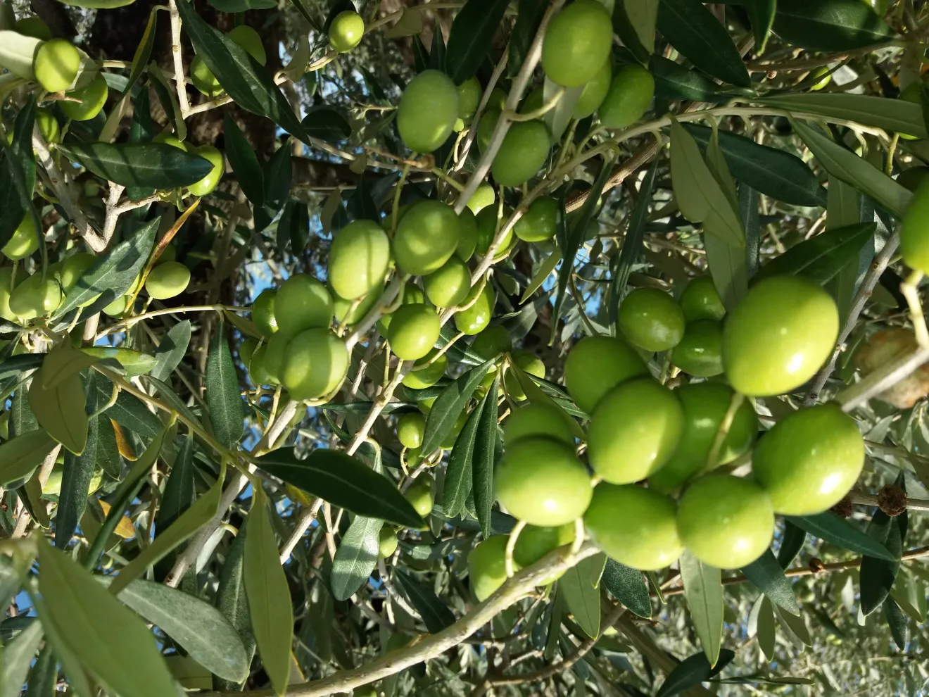 Oliva Alta Daunia DOP, riconoscimento ufficiale per la Peranzana pugliese