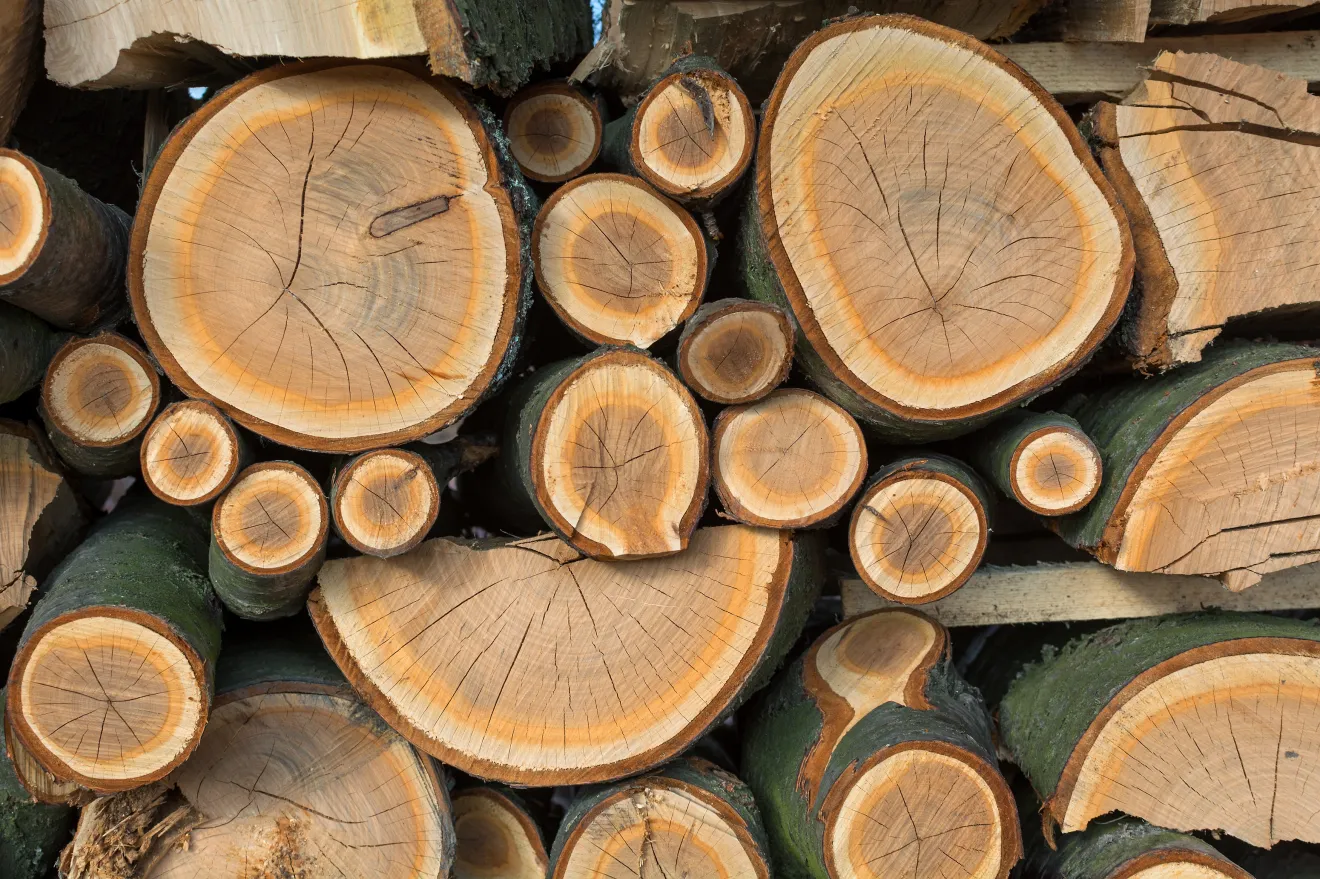 Foreste e clima, una stagione vegetativa più lunga non significa più carbonio assorbito dagli alberi