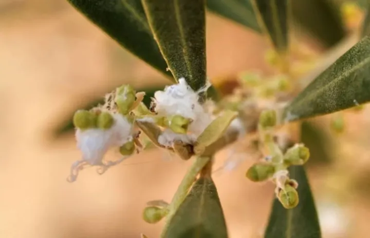 Estratto di foglie contro il cotonello dell'olivo, un biopesticida naturale da economia circolare