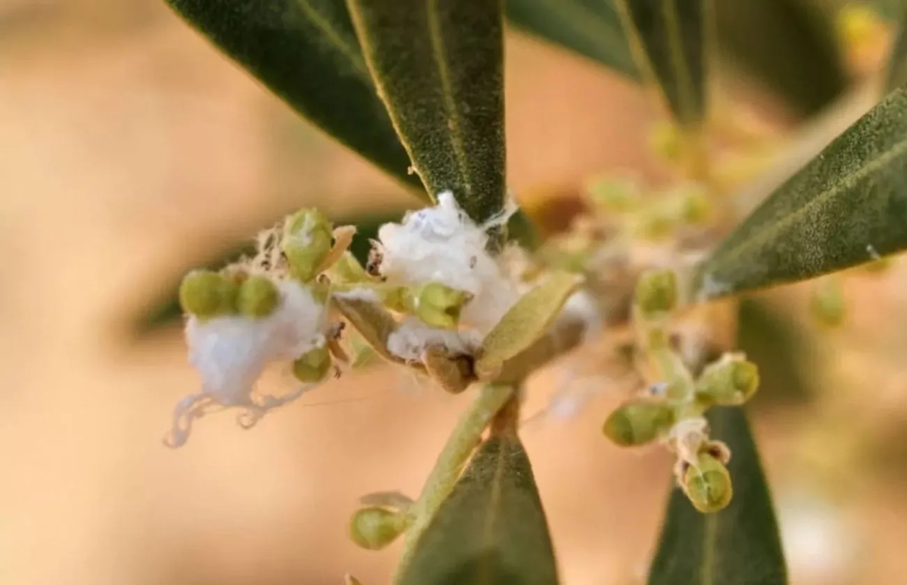 Estratto di foglie contro il cotonello dell'olivo, un biopesticida naturale da economia circolare