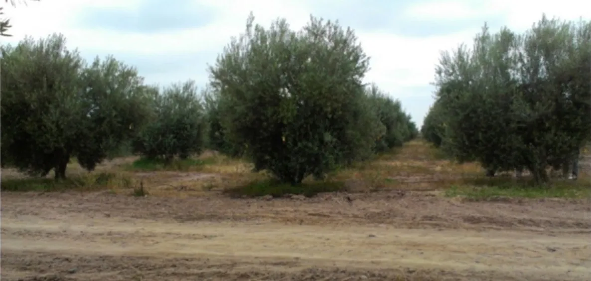 Fosforo e potassio nell'oliveto: la differenza a seconda del regime di agricoltura
