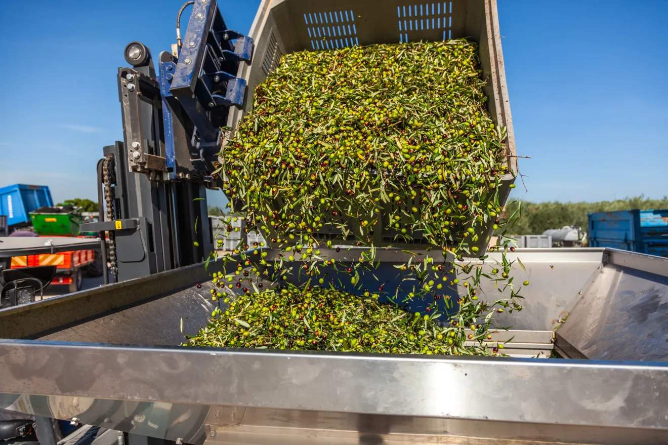 Prezzi delle olive dimezzati nonostante il mercato quasi fermo, pochi contratti sull’olio di oliva italiano novello