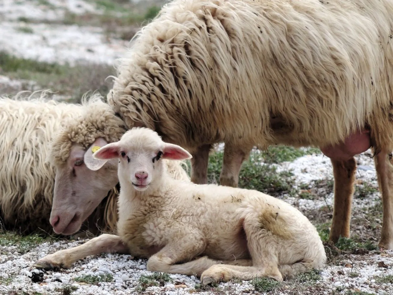 La pecora di razza Sarda: quale futuro in Sardegna?