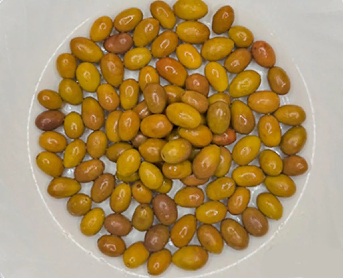 Monocultivar o IGP: ecco come scommettere sull’oliva Taggiasca