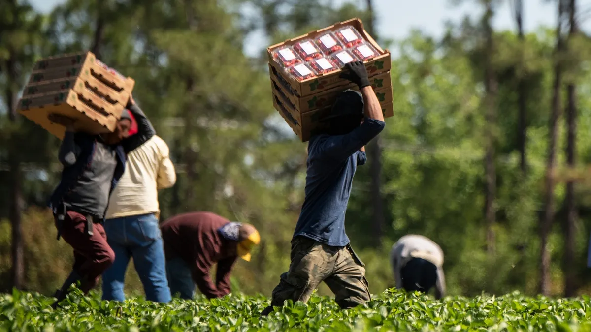Caporalato in agricoltura, dieci anni di legge 199/2016: aumentano le irregolarità nonostante i controlli