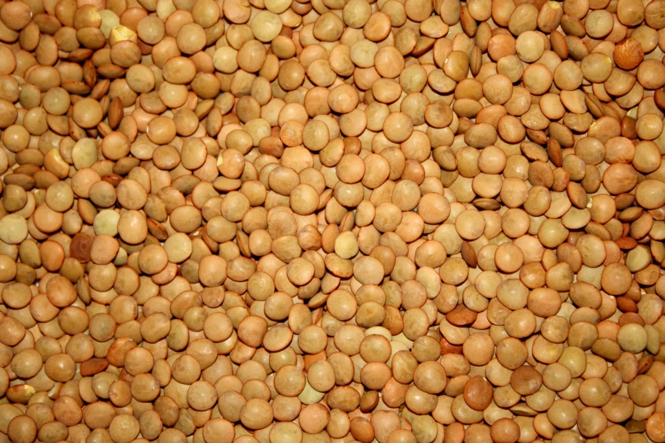 Lenticchie: storia, eccellenze italiane e scienza di un legume millenario