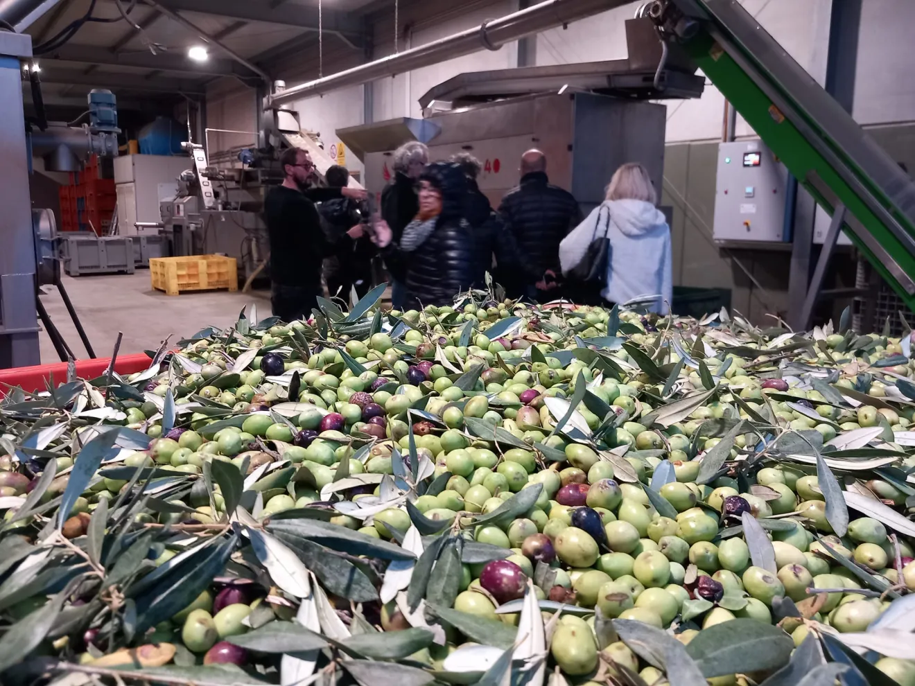 40milioni per i frantoi, Orgoglio Olivicolo: “Un’altra vittoria importante”