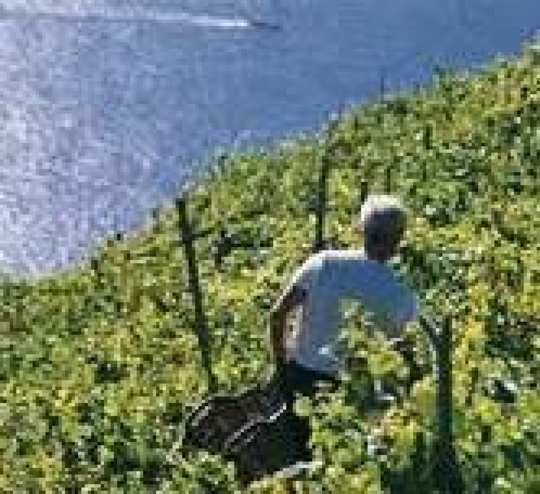 I viticoltori “eroici”, veri manutentori del territorio