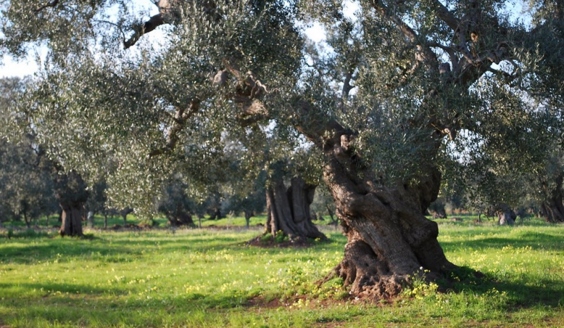 L'olio di oliva secondo Slow Food: disponibile la nuova guida