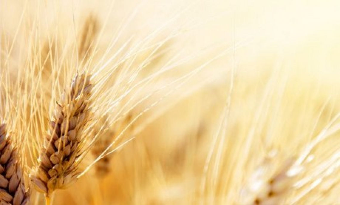 Prezzo del grano duro italiano giù di 200 euro a tonnellata