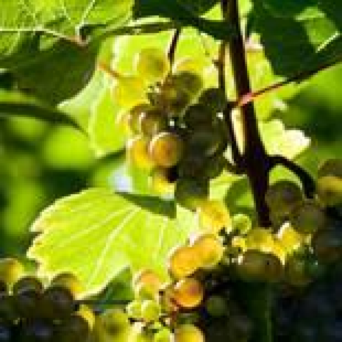 I cambiamenti climatici sono un'opportunità per la viticoltura italiana