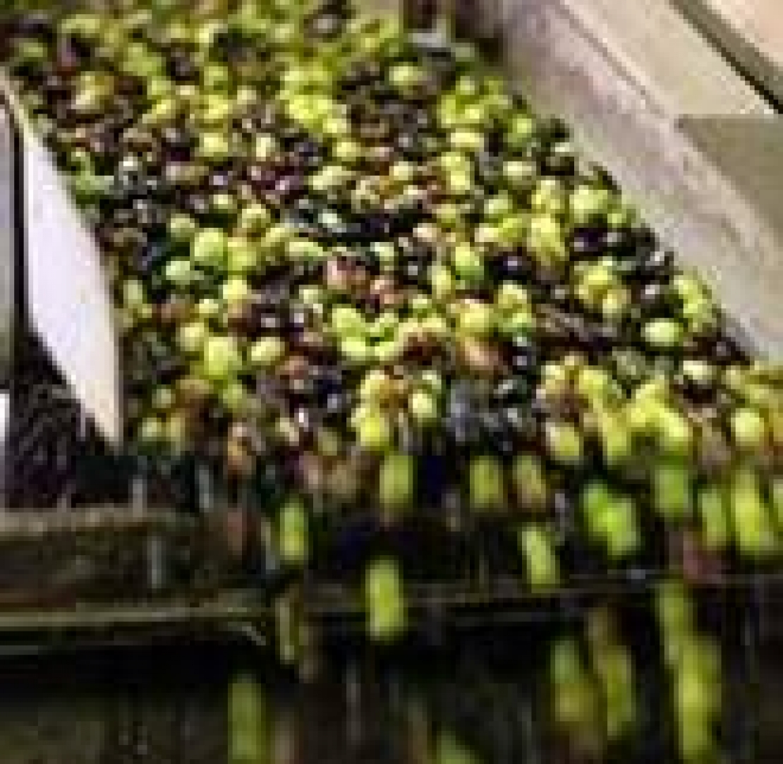 Nel 2020 esisterà ancora l'olivicoltura italiana? E' tempo di suonare l'allarme generale