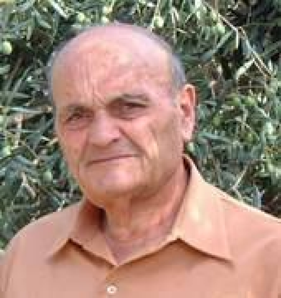 Pasquale Librandi, l’uomo che parlava agli olivi