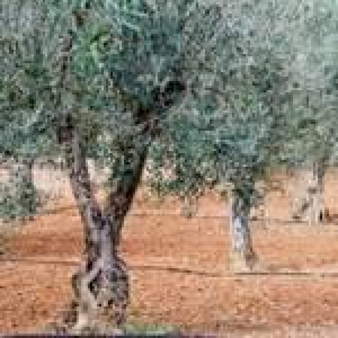 Le acque di vegetazione dell'olivo come ammendante agricolo. Pro e contro di una scelta Le acque di vegetazione dell'olivo come ammendante agricolo. Pro e contro di una scelta