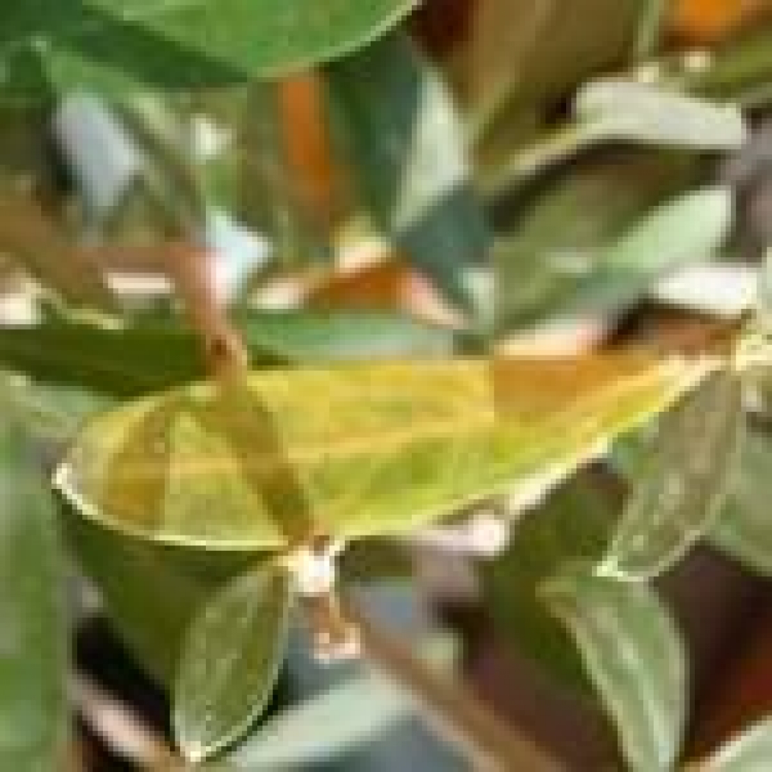 Gli olivi ingialliscono e le foglie cadono. Attenzione a un potenziale attacco fungino