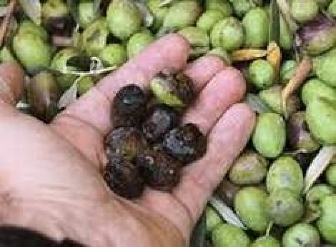 Olive che marciscono a poche ore dalla raccolta. Cosa succede dentro ai frutti?
