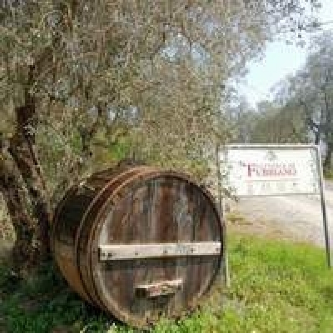 L'olio di Lucca è leggero? Fattoria di Fubbiano rompe gli schemi