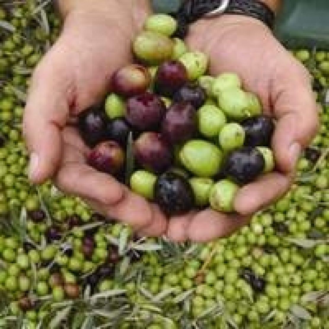 Non è Dieta Mediterranea senza un olio di oliva artigianale